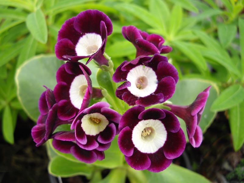 Primula x pubescens 'Argus' photo